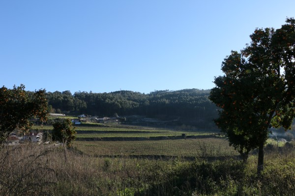 A ruralidade que se avista a partir da Avenida de São Vicente, a principal artéria de Oleiros